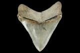 Serrated, Chubutensis Tooth - Megalodon Ancestor #114504-1